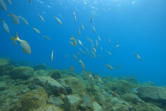 South of Tenerife : DSD Scuba Diving for beginners, Adeje - Your first breaths underwater in Costa Adeje