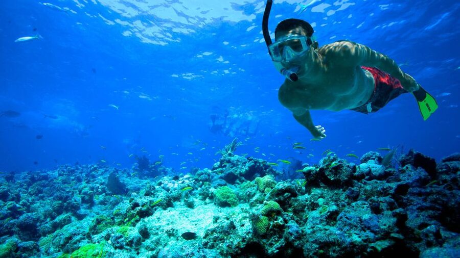 South Tenerife: Guided Snorkeling - What the two-hour outing actually involves