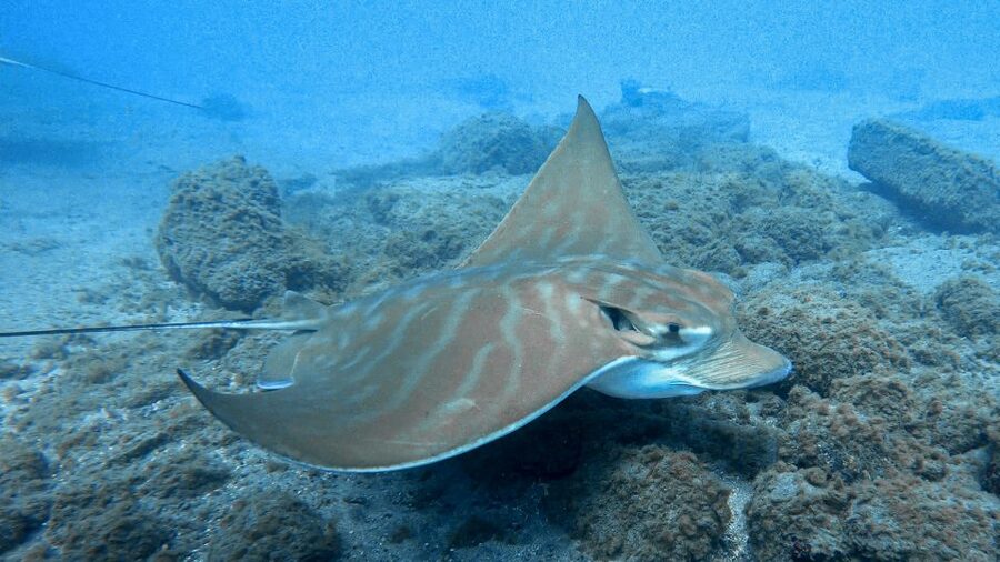 South Tenerife: Guided Snorkeling - The Atlantic animals you may see