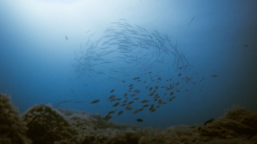South Tenerife: Guided Snorkeling - Is it suitable for children and weaker swimmers?