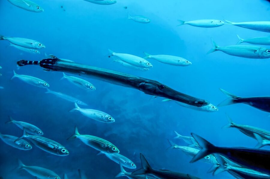 Southern Tenerife: 50-Minute Submarine Dive - Why the 50 minutes feel short