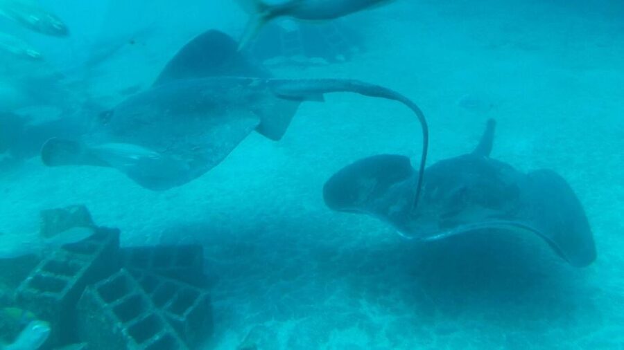 Southern Tenerife: 50-Minute Submarine Dive - Who should book this experience?