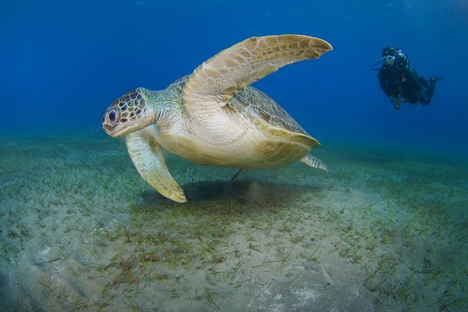SSI Open Water Diver Course in Tenerife - Key points before you book