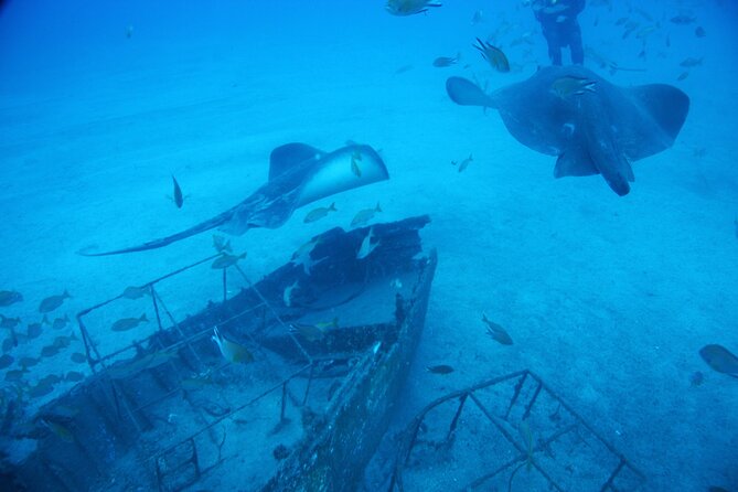 Submarine tour Tenerife: a 1 hour underwater experience - How much value do you get for $73.62?