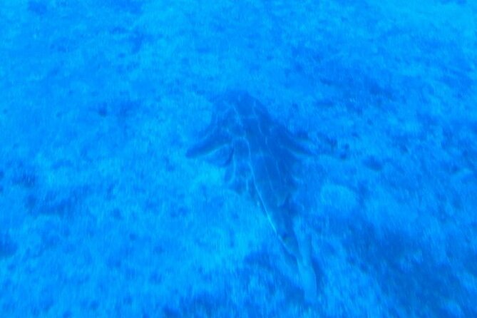 Submarine tour Tenerife: a 1 hour underwater experience - The one-hour route and its limits