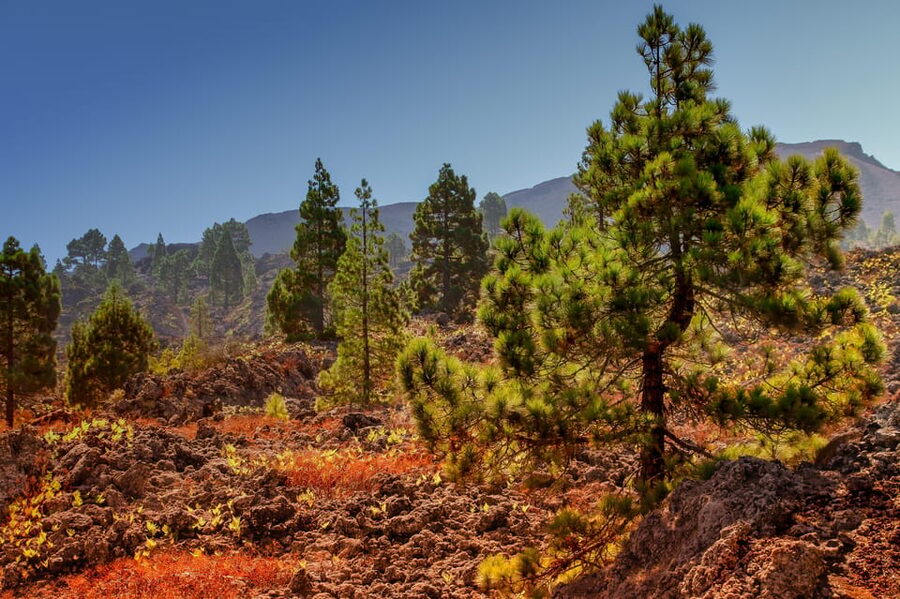 Teide: Guided Sunset & Stargazing Tour by Night with Dinner - Key points at a glance