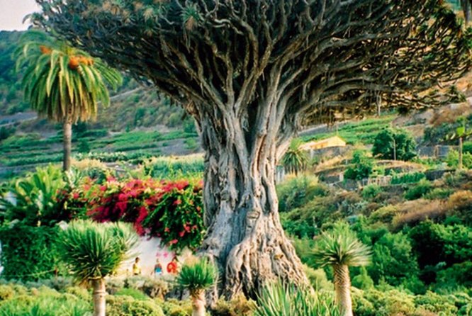 Teide-Icod-Garachico-Masca (Most popular bus tour in Tenerife) - Masca Valley and the island’s most thrilling roads