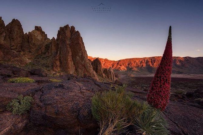 Teide-Icod-Garachico-Masca (Most popular bus tour in Tenerife) - Is $78.10 good value?