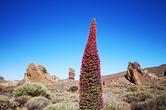 Teide National Park for smaller groups - Boca Tauce reveals the scale of the lava fields
