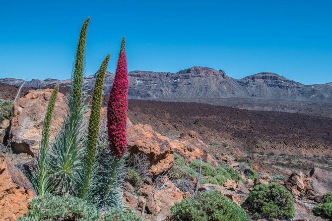 Teide National Park Full Experience with Professional Guide - Why this Teide tour keeps its focus on the national park