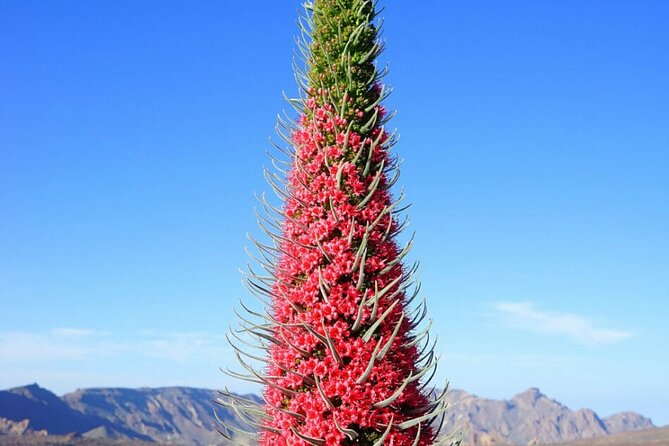 Teide National Park Full Experience with Professional Guide - Minas de San Jose, Tenerife’s closest thing to another planet