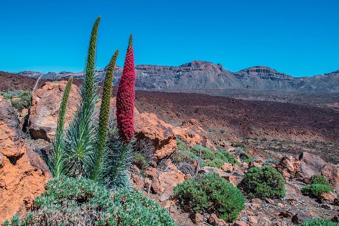 Teide National Park Half Day Tour with Hotel Pick up - Pico Viejo, Teide, and Llano de Ucanca