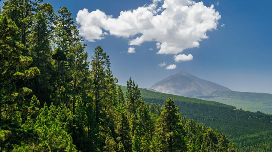 Teide National Park: Landscapes and Viewpoints Private Tour - What the private format is really worth
