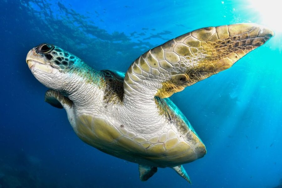 Tenerife: 2-Dive Private Scuba Discovery Course - Practical safety details that matter