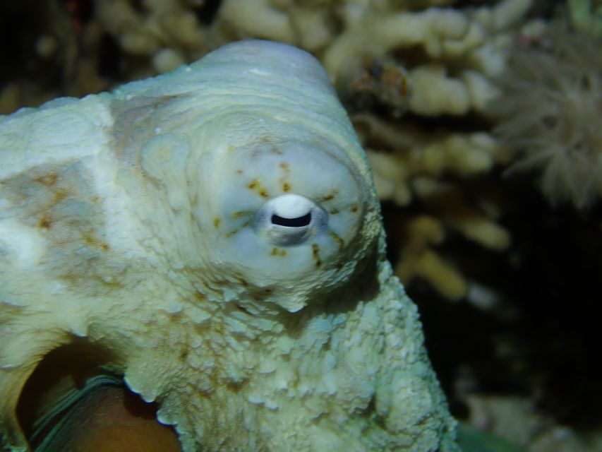 Tenerife: 2-Dive Private Scuba Discovery Course - Learning with a private instructor