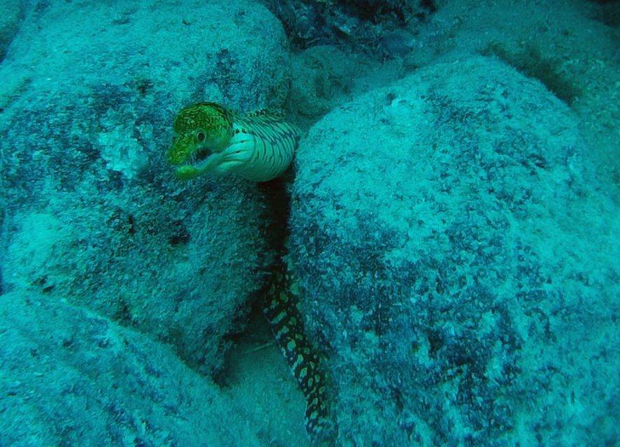 Tenerife: 2 Diving Sessions for Certified Divers - Booking flexibility and practical timing