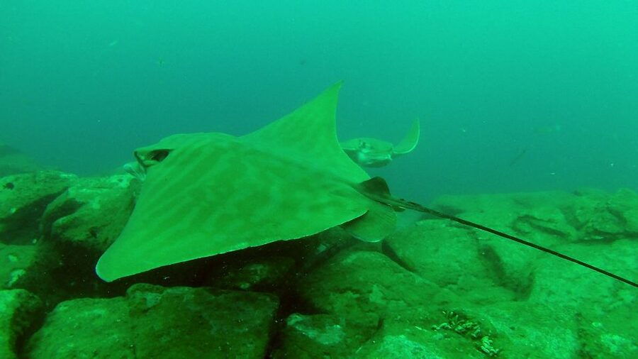 Tenerife: 2 Diving Sessions for Certified Divers - The marine life you might see