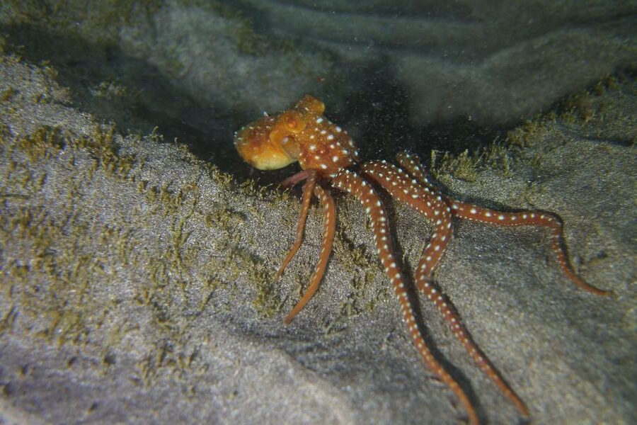 Tenerife: 2 Diving Sessions for Certified Divers - The guides and group atmosphere