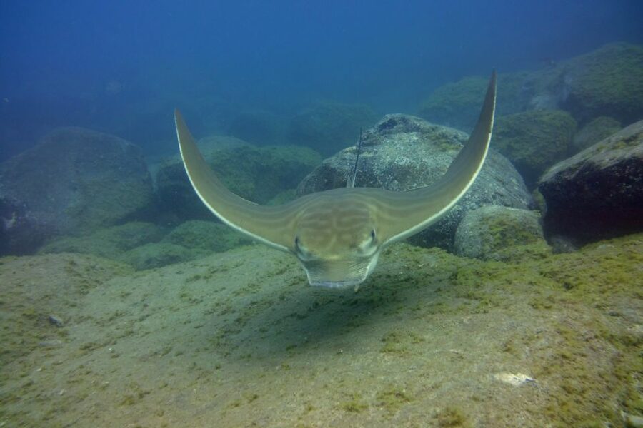 Tenerife: 2 Diving Sessions for Certified Divers - What the $94 price really covers