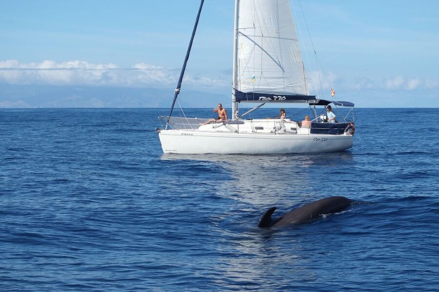 Tenerife: 3 &-6 Hour Private Whale & Dolphin Watching - Key points to know before you book