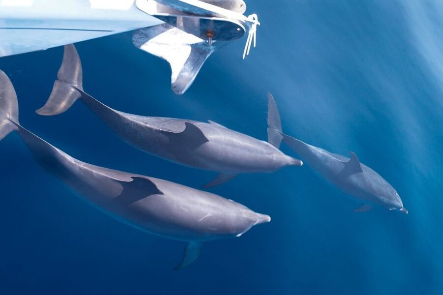 Tenerife: 3 &-6 Hour Private Whale & Dolphin Watching - Setting out from Puerto Colon on the Gran Azor
