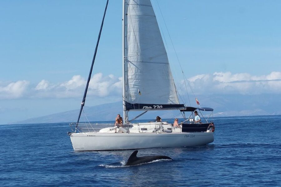 Tenerife: 3 &-6 Hour Private Whale & Dolphin Watching - The swimming and snorkeling stop