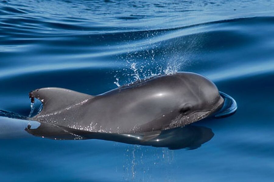 Tenerife: 3 &-6 Hour Private Whale & Dolphin Watching - Practical tips for a better day aboard