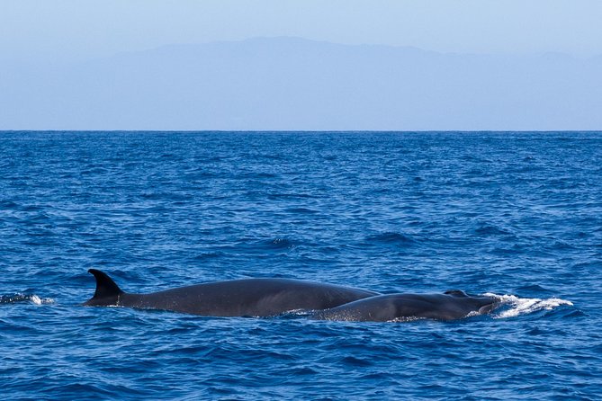 Tenerife 3-Hour Discover Whales and Dolphins - Practical booking details