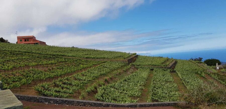 Tenerife: 4-Hour Gauchinche Food Tour - Should you book the Tenerife guachinche food tour?