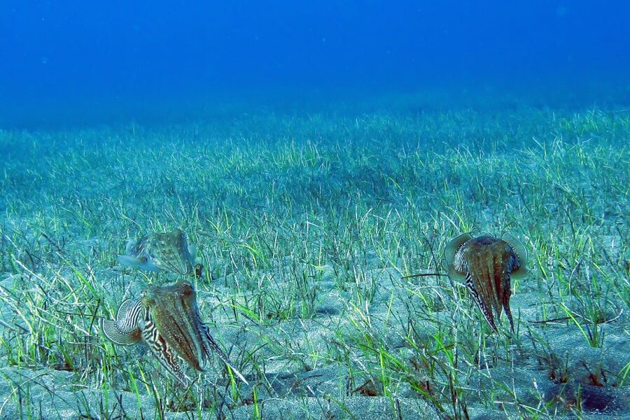 Tenerife: Abades Beach Beginner Diving Experience - FAQ