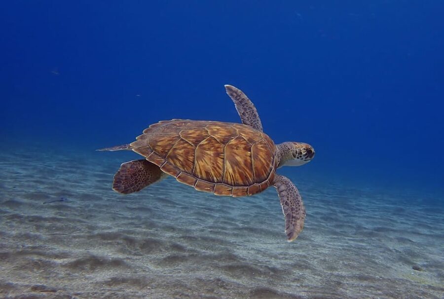 Tenerife: Abades Beach Beginner Diving Experience - Why Abades works for a first underwater session