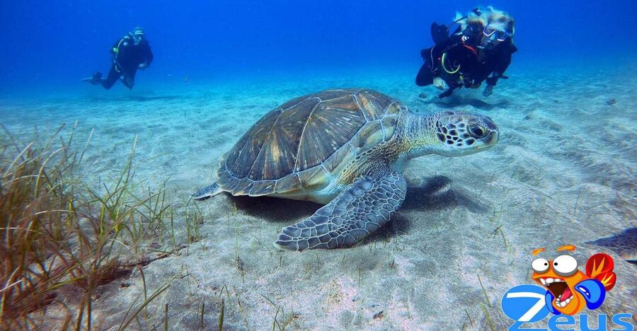 Tenerife: Abades Beach Beginner Diving Experience - What happens during the three-hour schedule