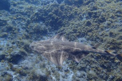 Abades Beach Beginner Diving Experience