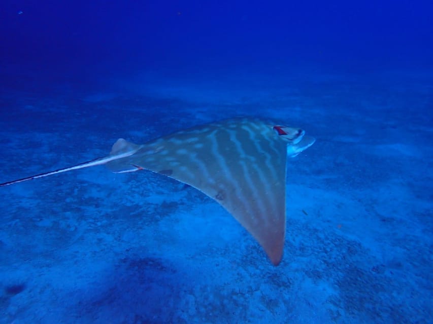 Tenerife: Abades Beach Beginner Diving Experience - Who will enjoy this most