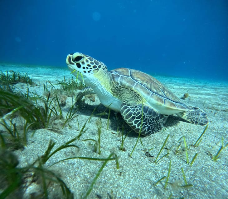 Tenerife: Abades Beach Beginner Diving Experience - A fair look at the strengths and limits