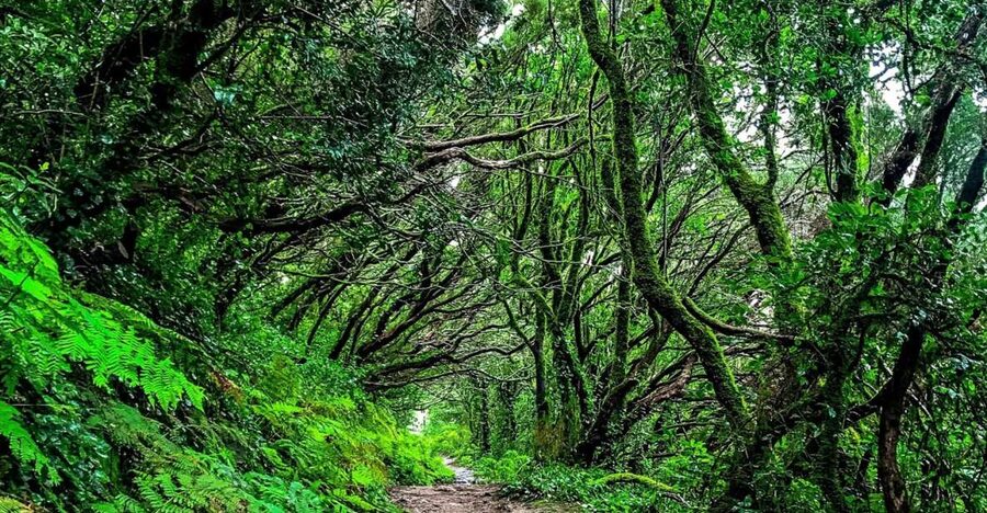 Tenerife: Anaga Rural Park Private Tour - Views From Roads That Cling to the Slopes