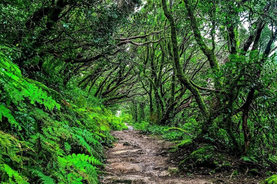 Tenerife: Anaga Rural Park Private Tour - San Cristóbal de La Laguna After the Mountains