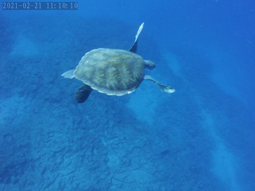 Tenerife: Beginner's Dive at a Spot with Turtle Sightings - Snorkeling gives you a useful backup