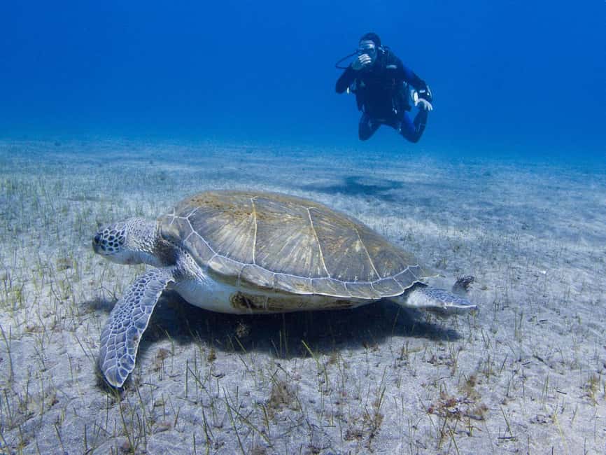 Tenerife: Beginner Scuba Diving Experience with Pickup - Key points to know before booking
