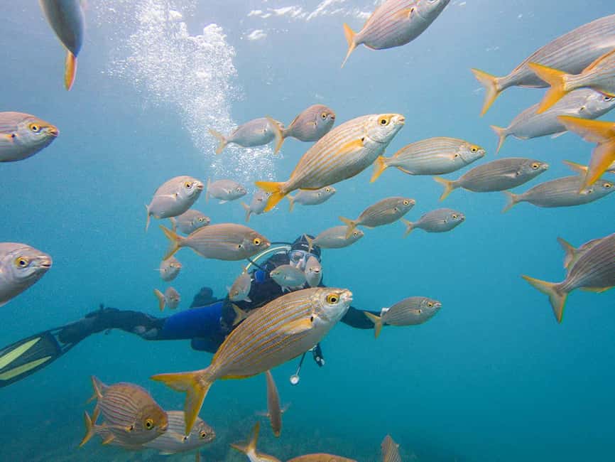 Tenerife: Beginner Scuba Diving Experience with Pickup - Practical timing, flights, and pickup