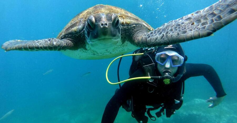 Tenerife: Beginners Scuba Dive Experience in Turtle Area - A first underwater outing in Costa Adeje