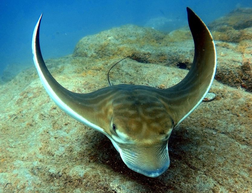 Tenerife: Beginners Scuba Dive Experience in Turtle Area - Twenty-five minutes of supervised scuba