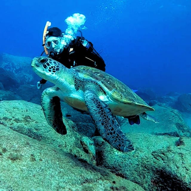 Tenerife: Beginners Scuba Dive Experience in Turtle Area - What the equipment and comfort arrangements are like