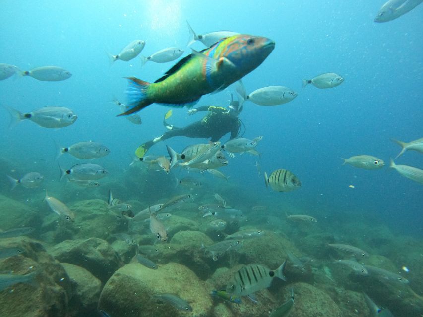 Tenerife: Beginners Scuba Dive Experience in Turtle Area - How the $85 price measures up