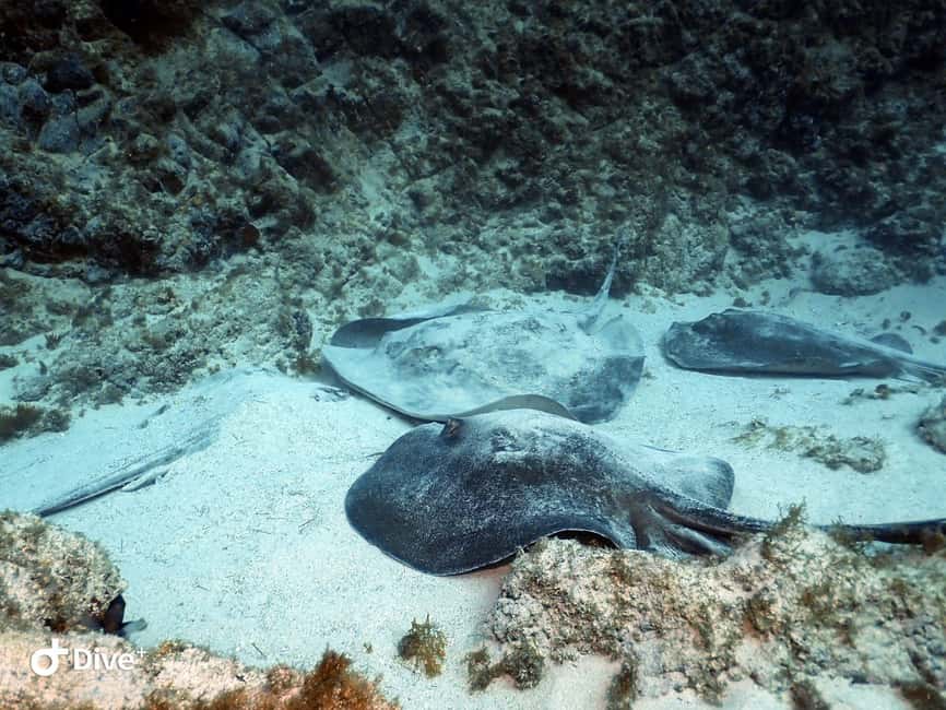 Tenerife: Beginners Scuba Dive Experience in Turtle Area - Who will enjoy this most