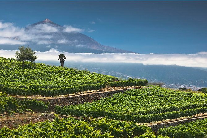 Tenerife Bodegas Monje Winery Tour with Wine and Cheese Tasting - The guide makes a real difference