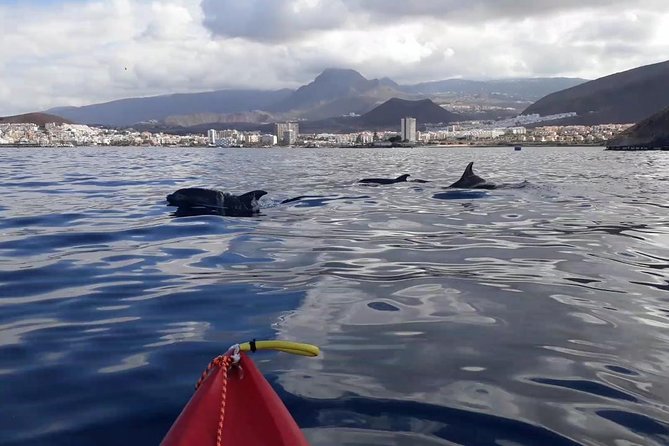 Tenerife by Kayak Adventure in small group - From Los Cristianos beach to the open ocean