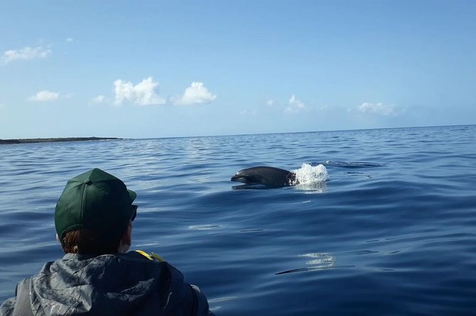 Tenerife by Kayak Adventure in small group - Is $96.79 a fair price?