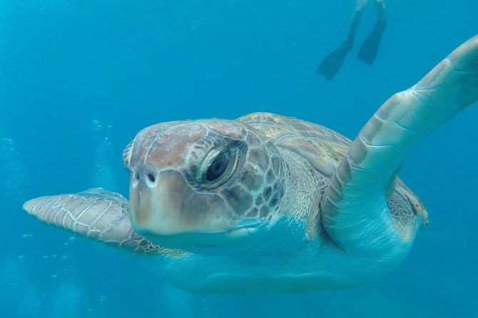 Tenerife by Kayak Adventure in small group - Montaña Guaza and the coastal route