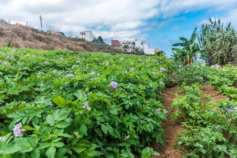 Tenerife: Canary History and Color Potatoes - Starting beneath the parish flags in Icod el Alto